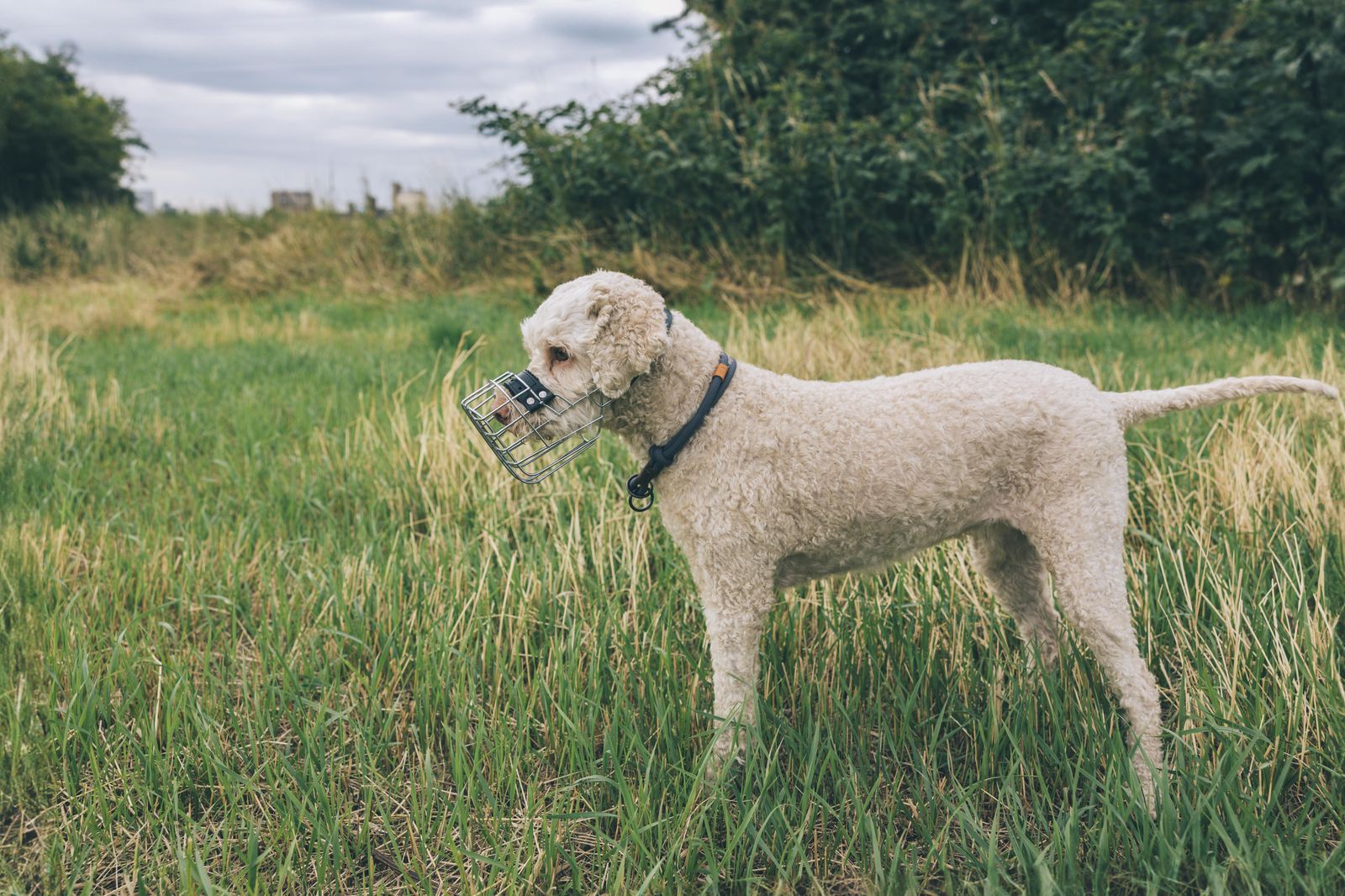 Hund mit Maulkorb beim Training auf der Wiese